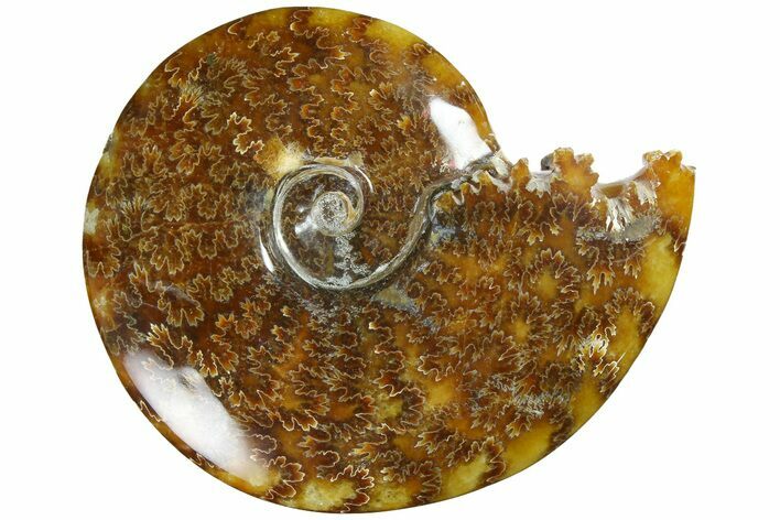 Polished Ammonite (Cleoniceras) Fossil - Madagascar #185482